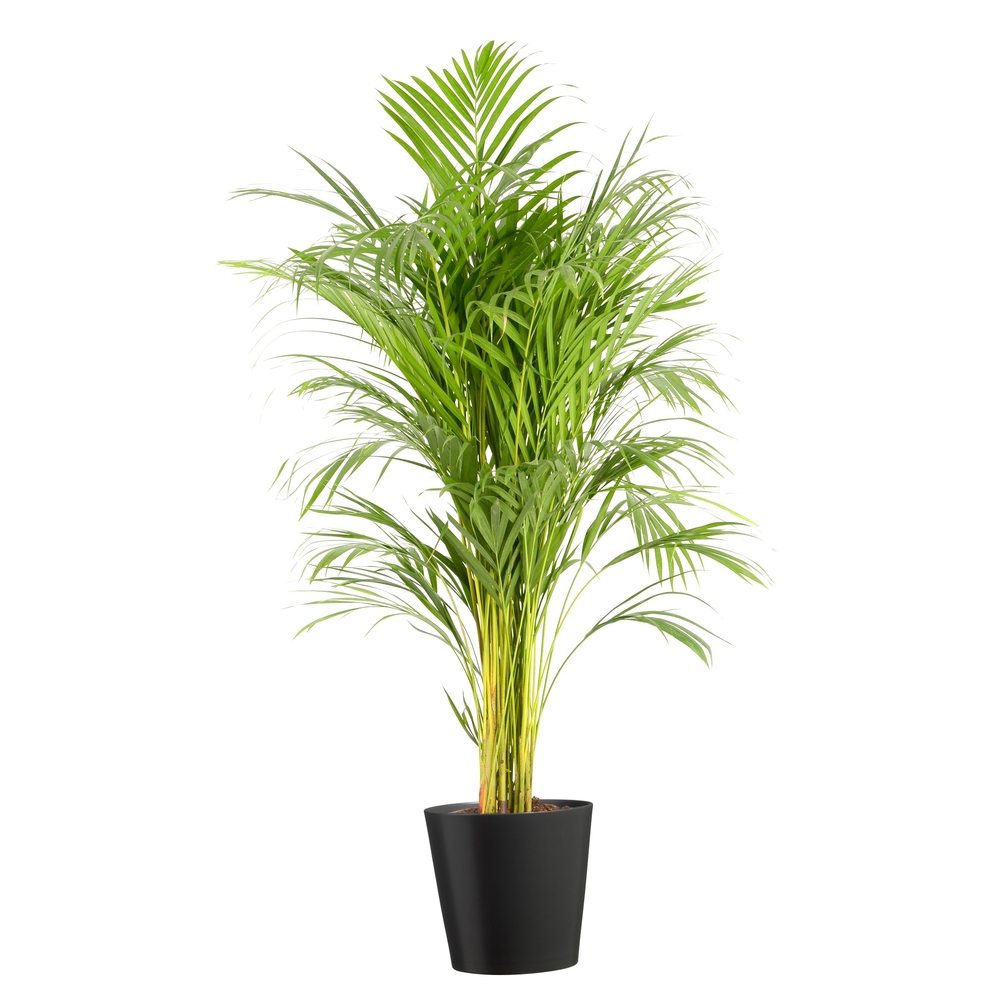 Areca - Cache-pot Anthracite : D. 21. 0