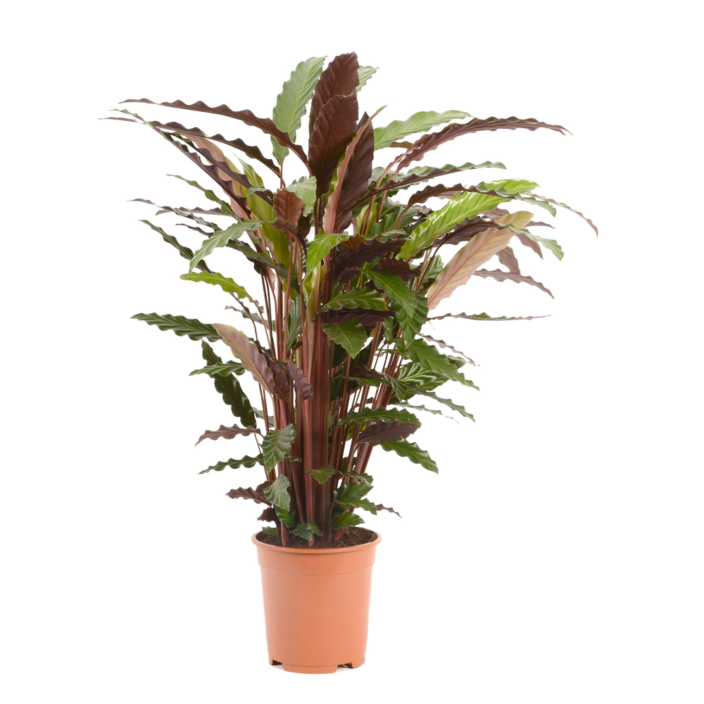 Calathea Wavestar : D. 21-H105