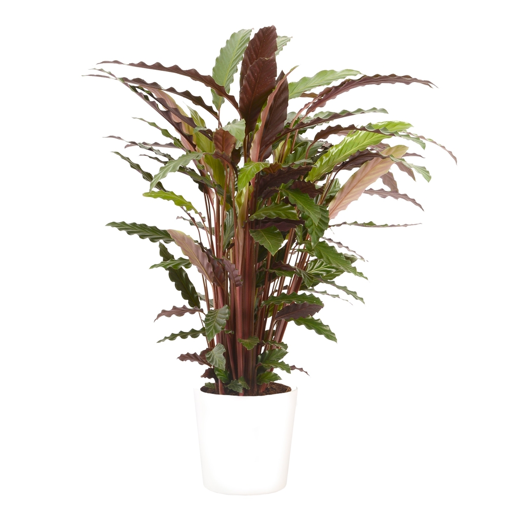 Calathea Wavestar Cahe-pot Blanc : D. 21-H105
