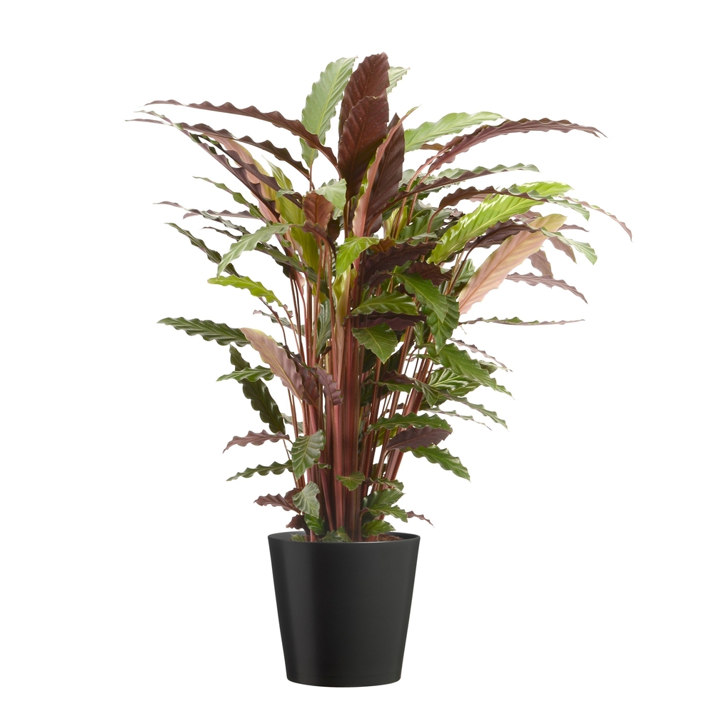 Calathea Wavestar Cache-pot gris : D. 21-H105