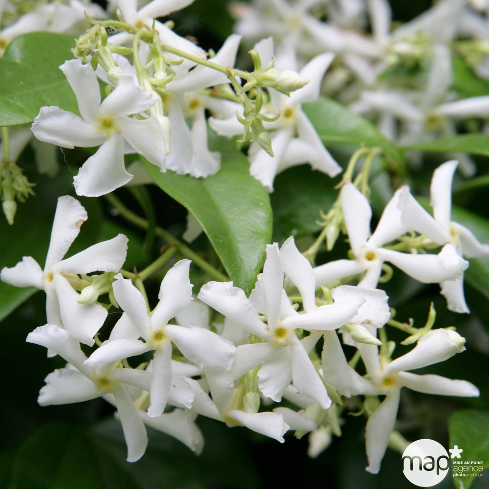 Trachelospermum jasminoides - pot 3L