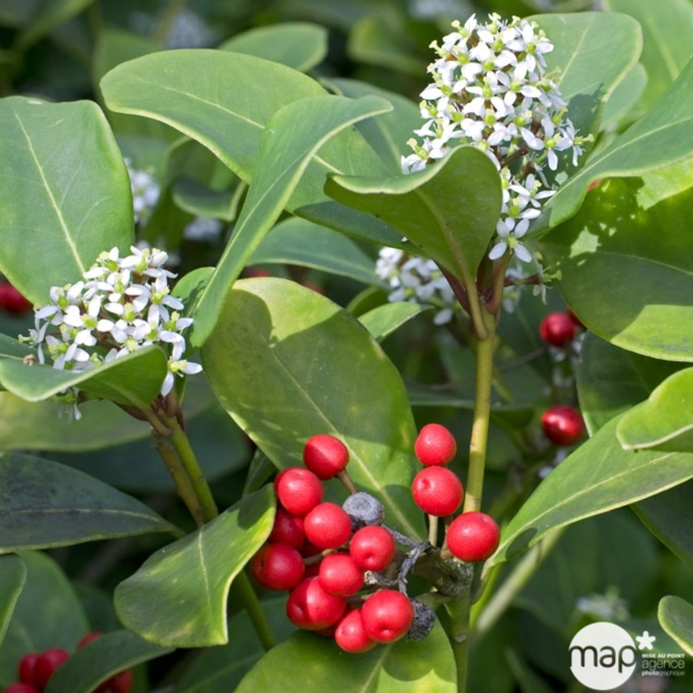 Skimmia japonica: pot 1L