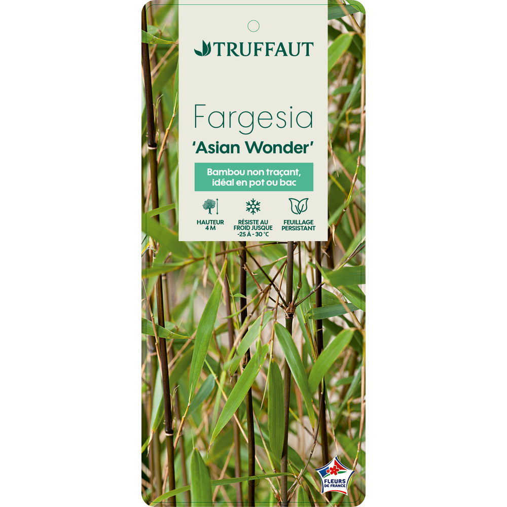 Bambou non-traçant fargesia scabrida 'Asian Wonder'- pot de 5L