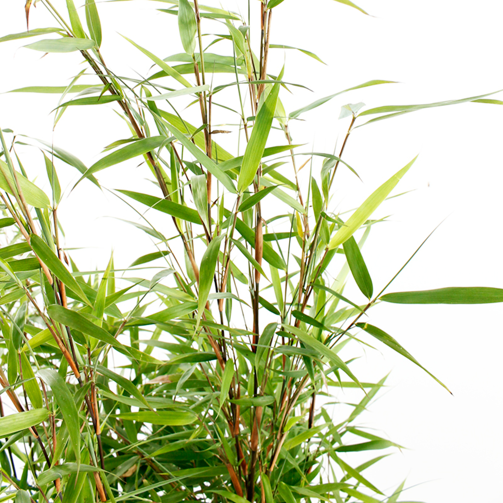 Bambou non-traçant fargesia scabrida 'Asian Wonder': pot de 30 litres