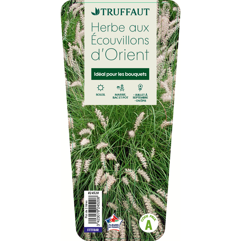 Herbe aux écouvillons 'Orient' : pot 2L