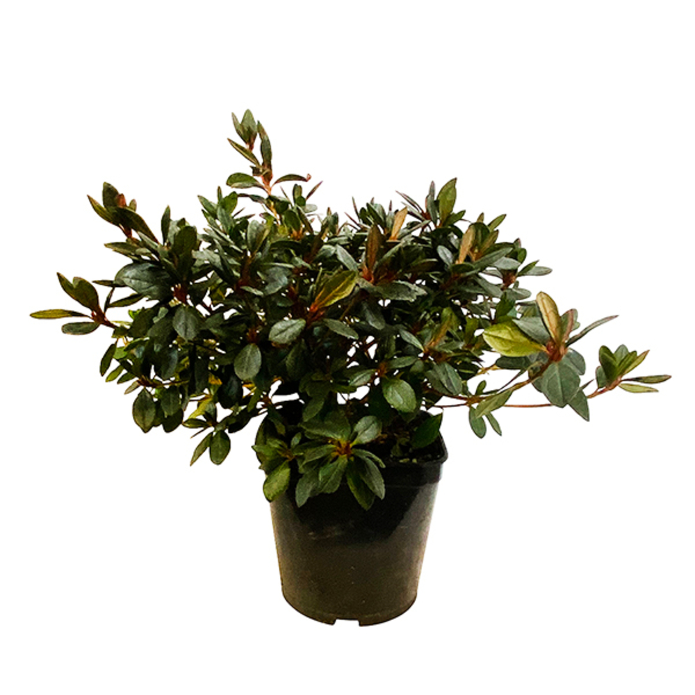 Azalea Japonica Pot 3L