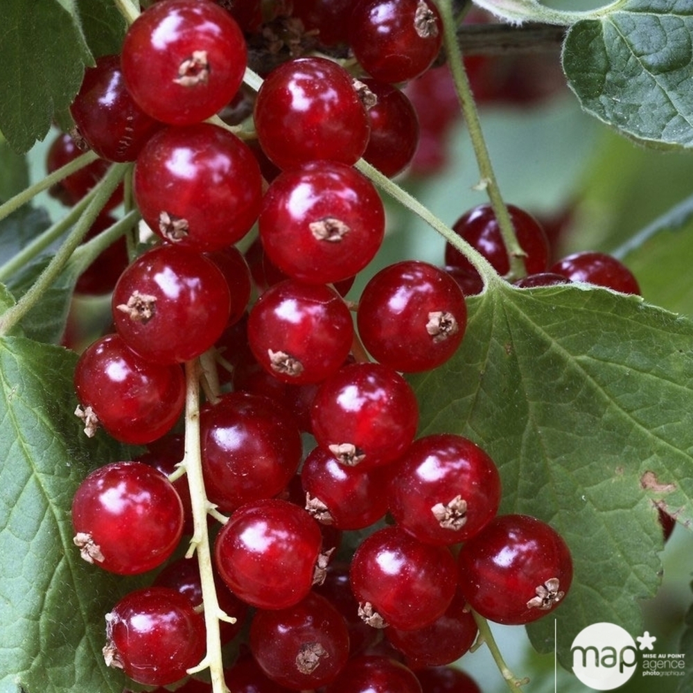 Groseillier à grappes 'Jonkheer van Tets' bio: pot 1,5 litres