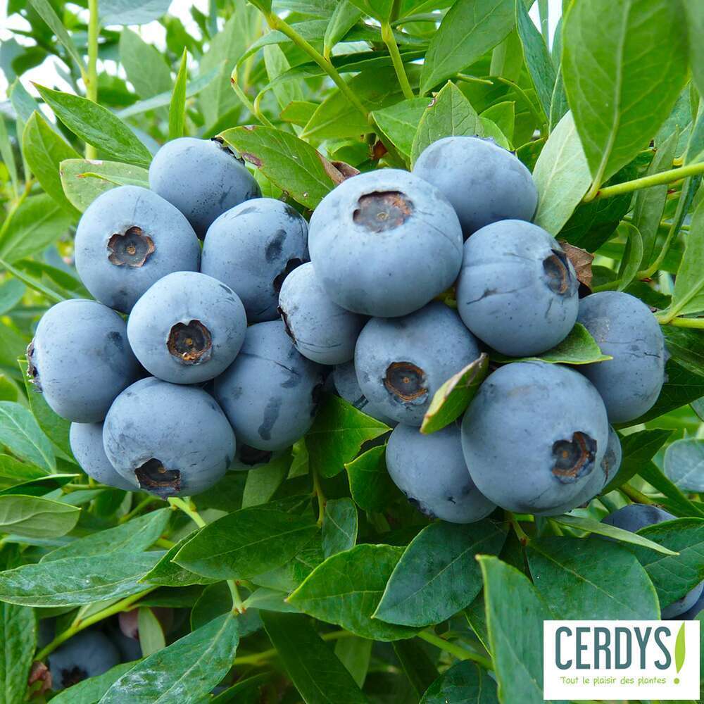 Myrtillier 'Sunshine Blue' bio : pot de 1,5 litres