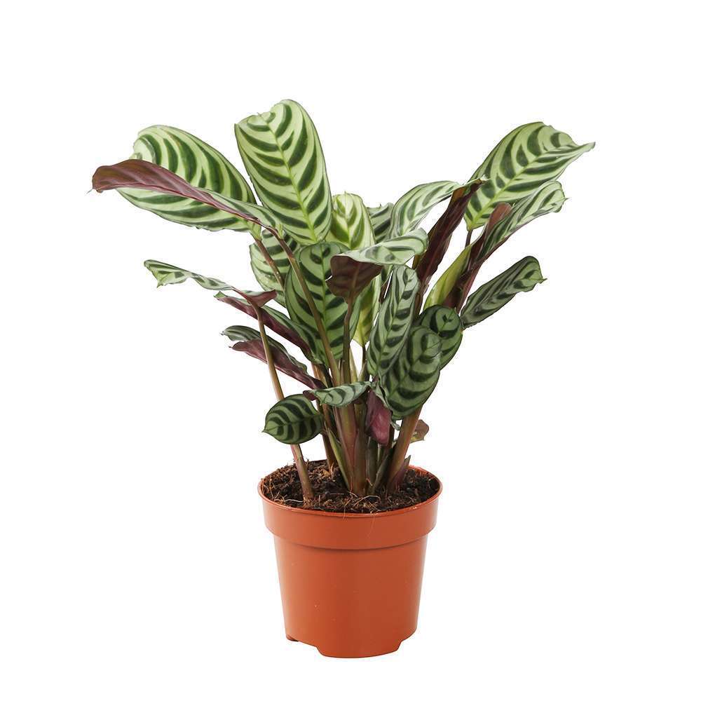 Ctenanthe 'Burle-marxii': Pot D 12 cm