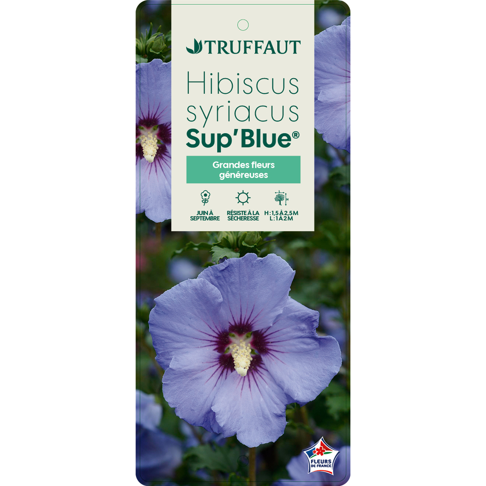 Hibiscus syriacus 'Sup'Blue' ® :pot 5L