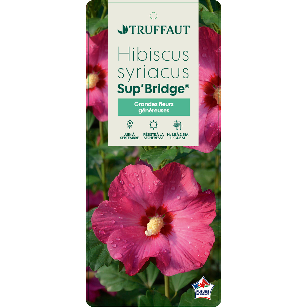 Hibiscus syriacus 'Sup'Bridge' ® :pot 5L