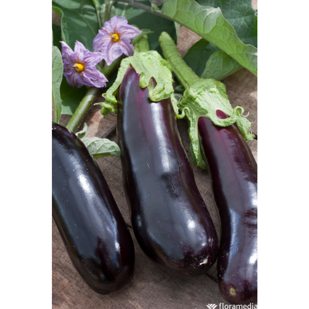 Plant d'aubergine 'Barbentane' bio : pot de 0,5 litre