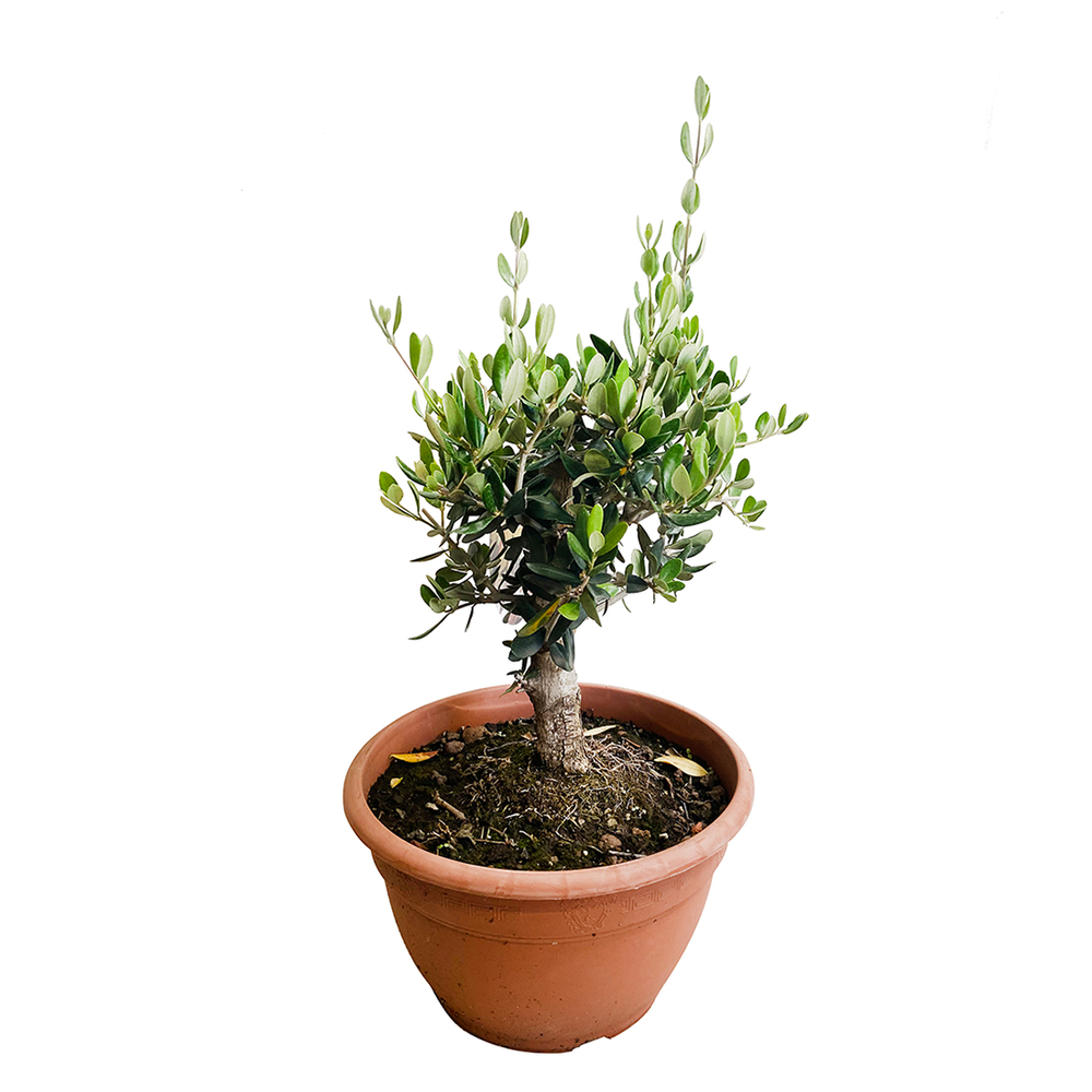 Olivier, Olea europeae : bonsaï, en coupe 6L