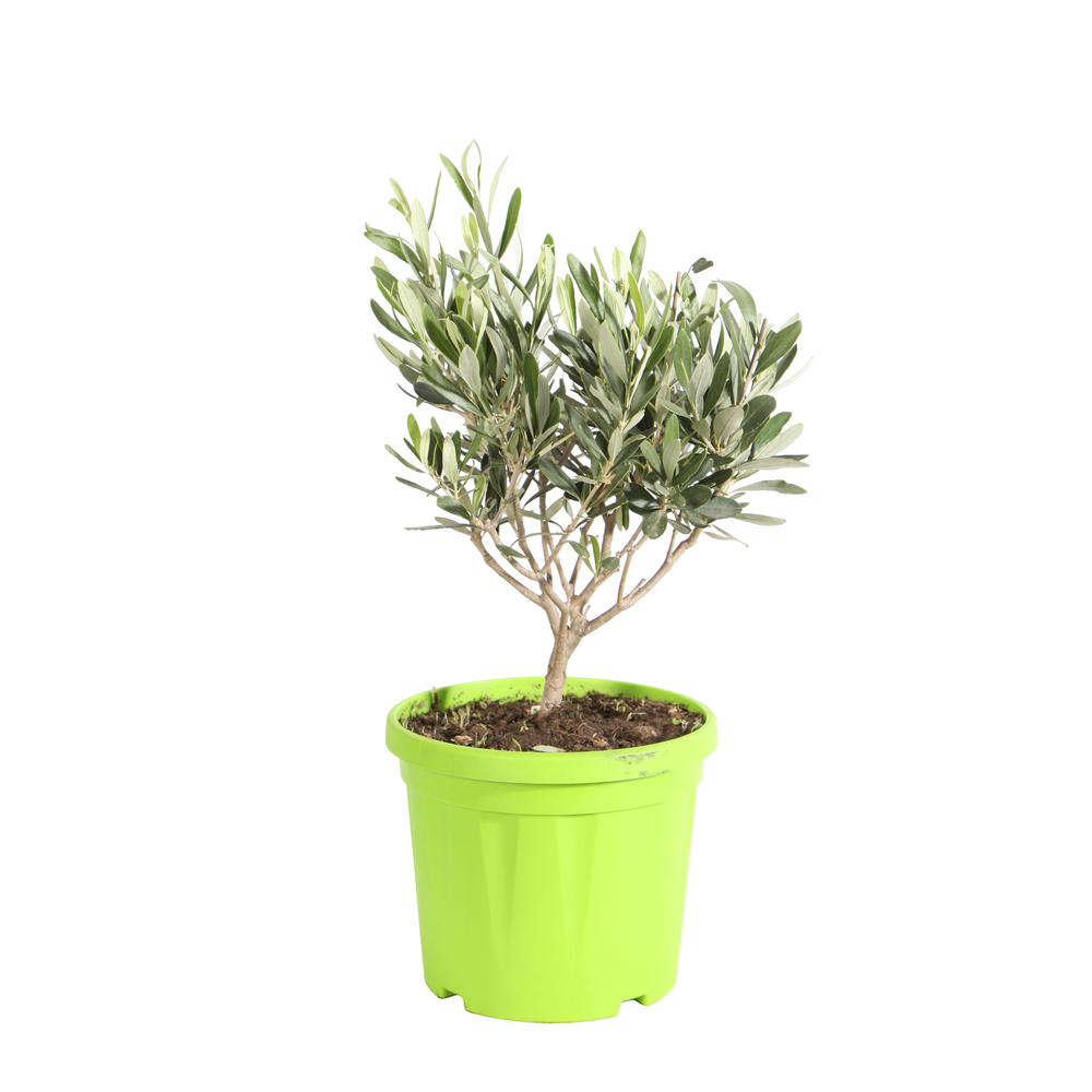 Olivier, Olea europea, en touffe