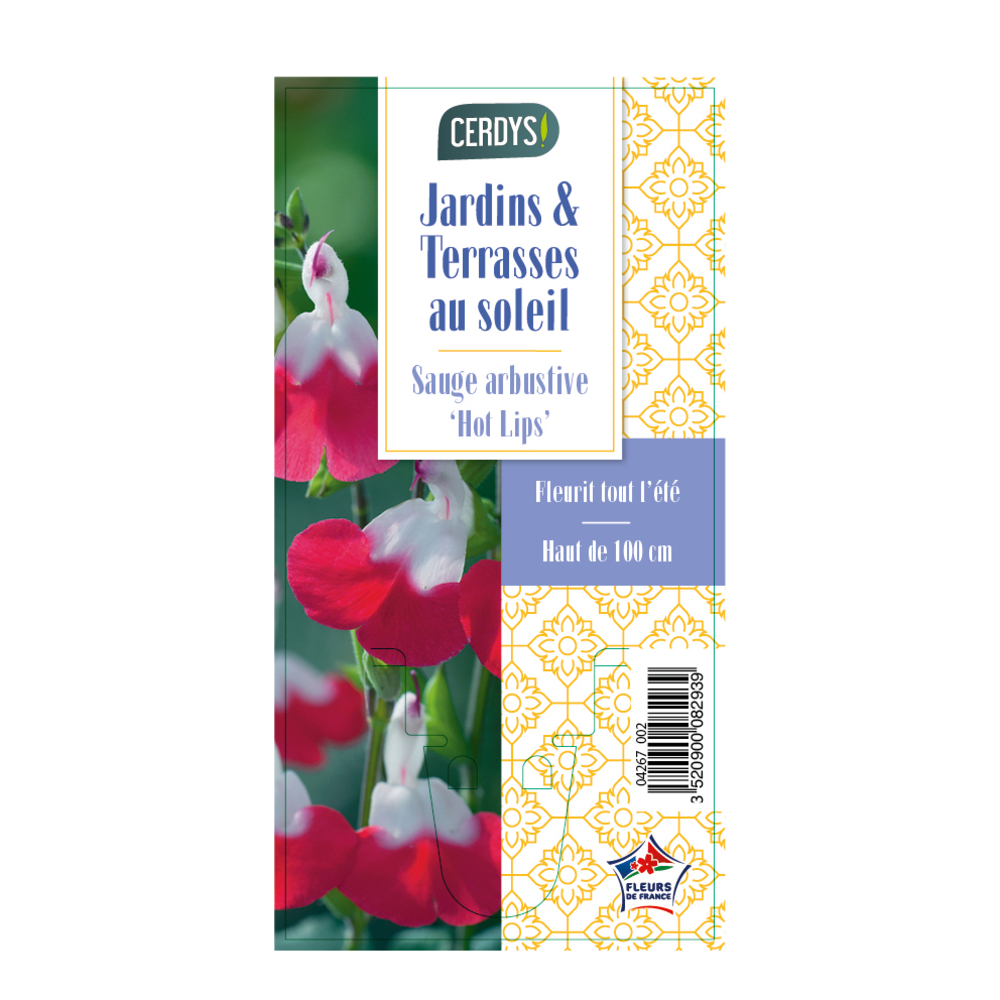 Sauge arbustive 'Hot Lips' - godet D8cm