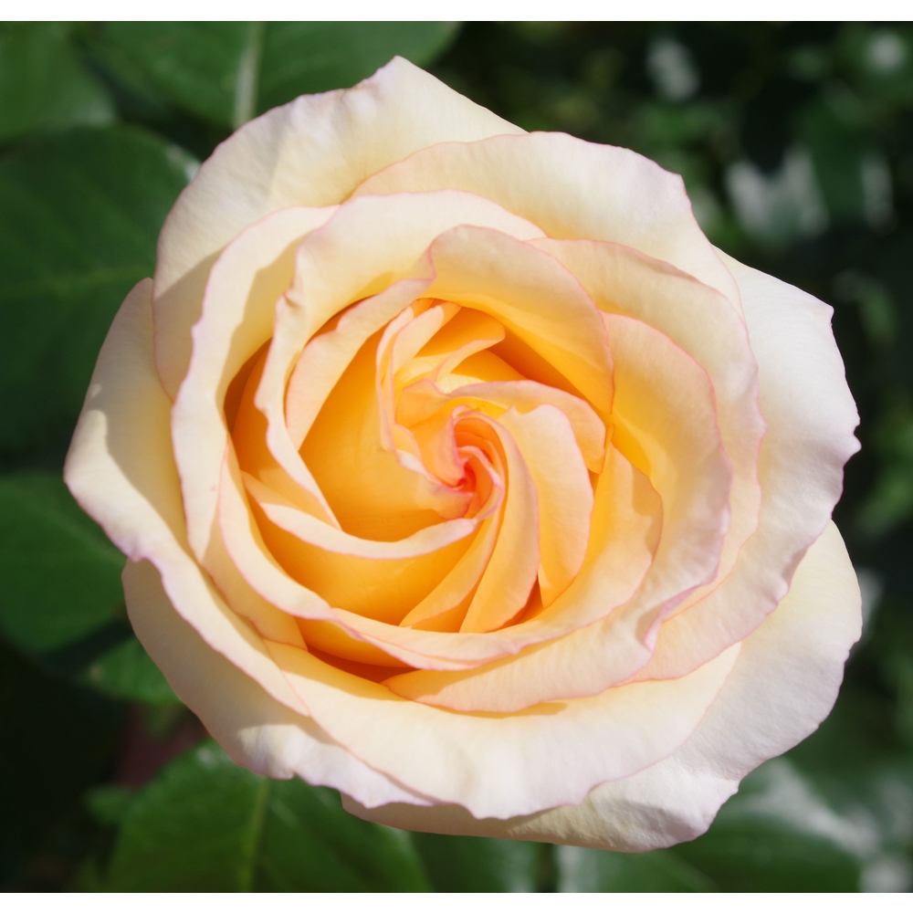 Rosier 'Anastasia' : pot 5L