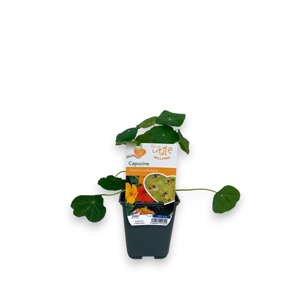 Plant Capucine naine : pot de 0. 5L