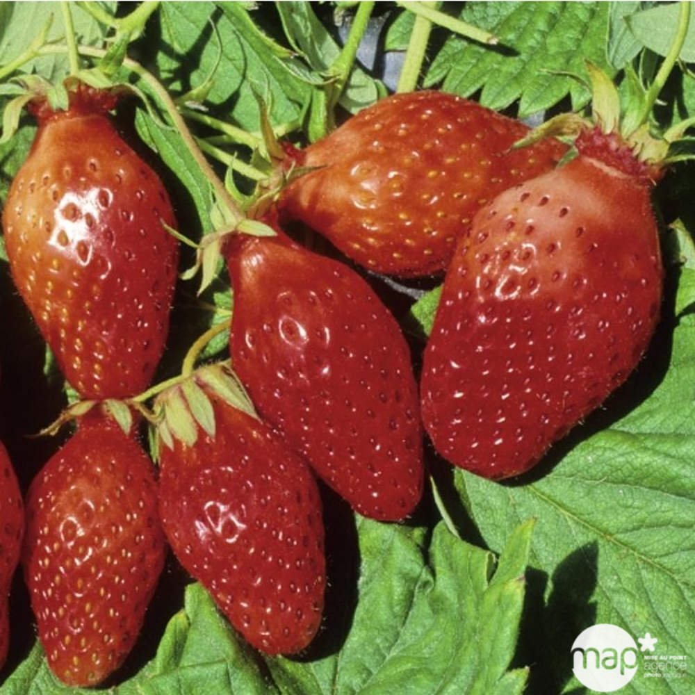 Fraisier 'Ciflorette' bio : barquette 3 plants