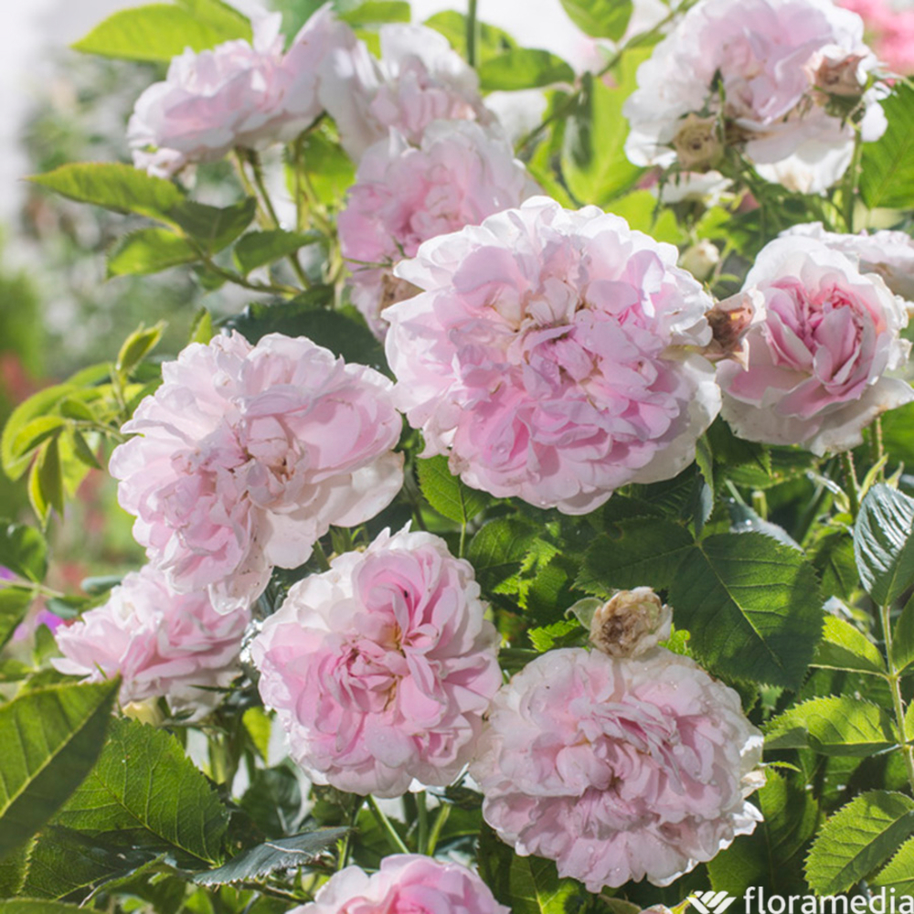 Rosier buisson 'Cuisse De Nymphe Emue' : pot de 5 litres