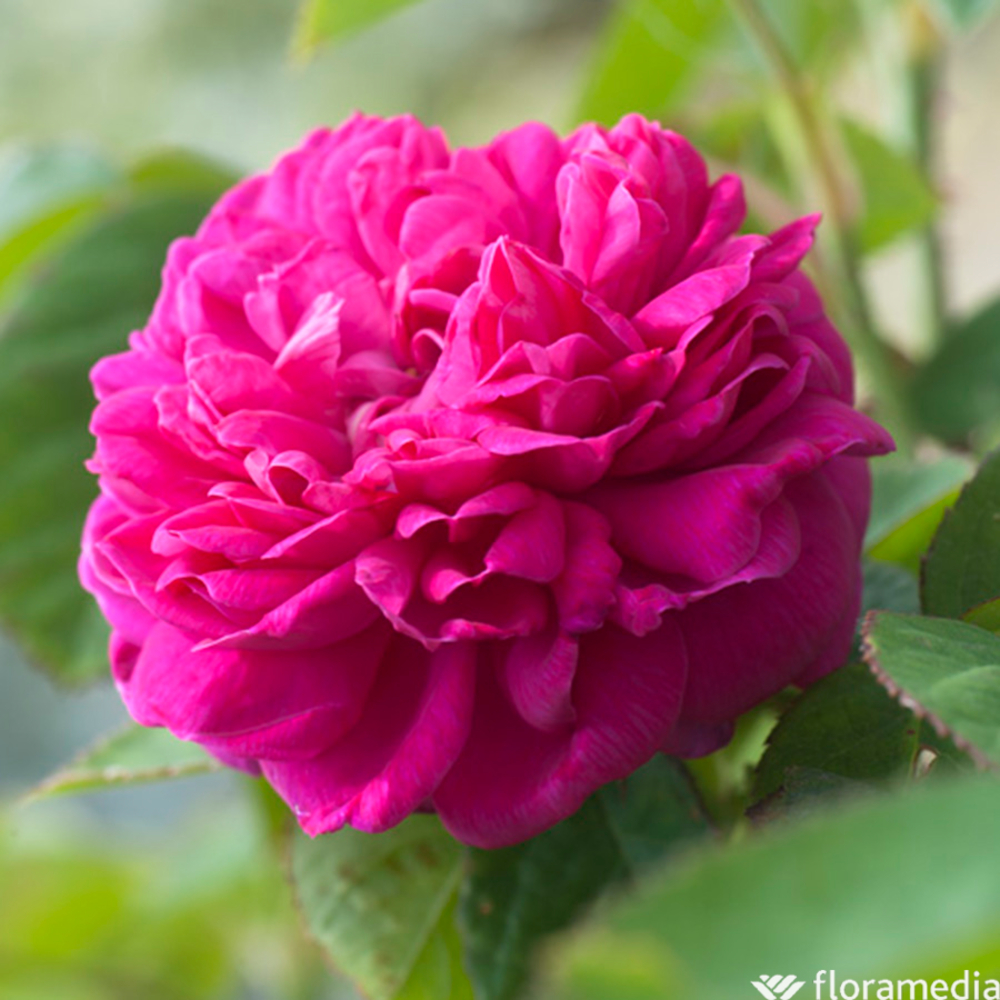 Rosier buisson 'Rose De Rescht' : pot de 5 litres