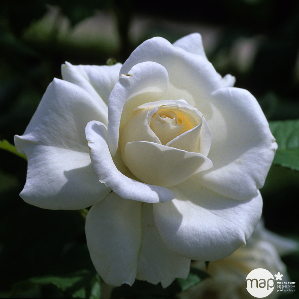 Rosier buisson 'Annapurna®' (Dorblan) : pot de 5 litres