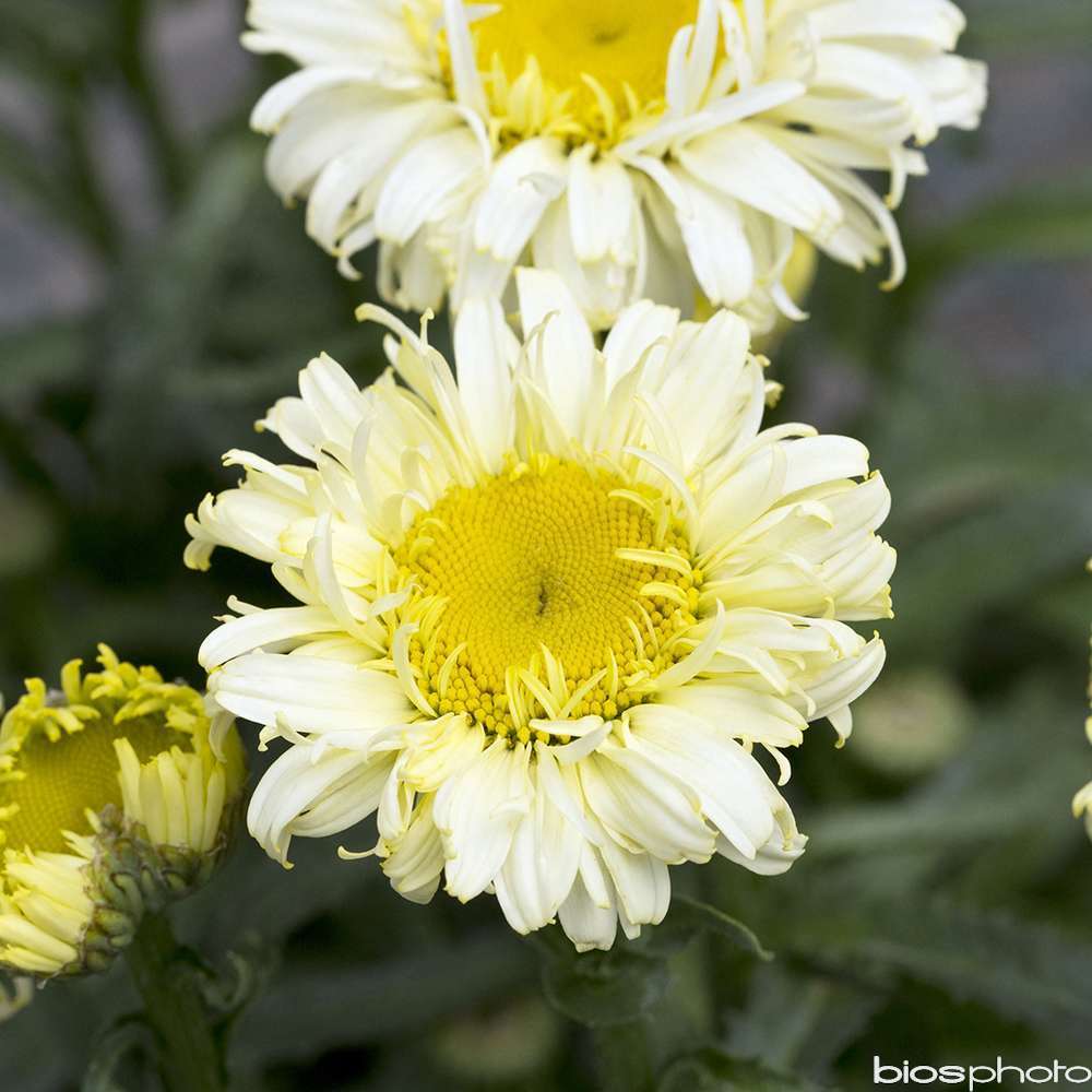 Marguerite d'été 'Real Charmer':pot 2L