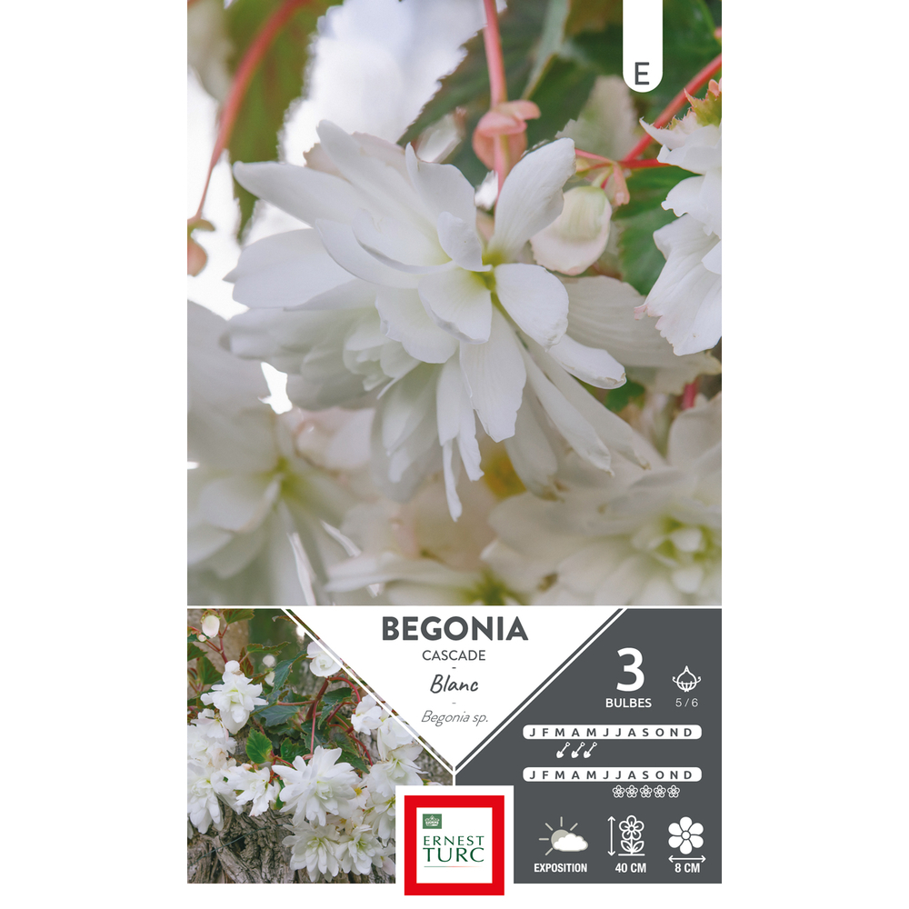 Bégonia cascade blanc 5/6 x3