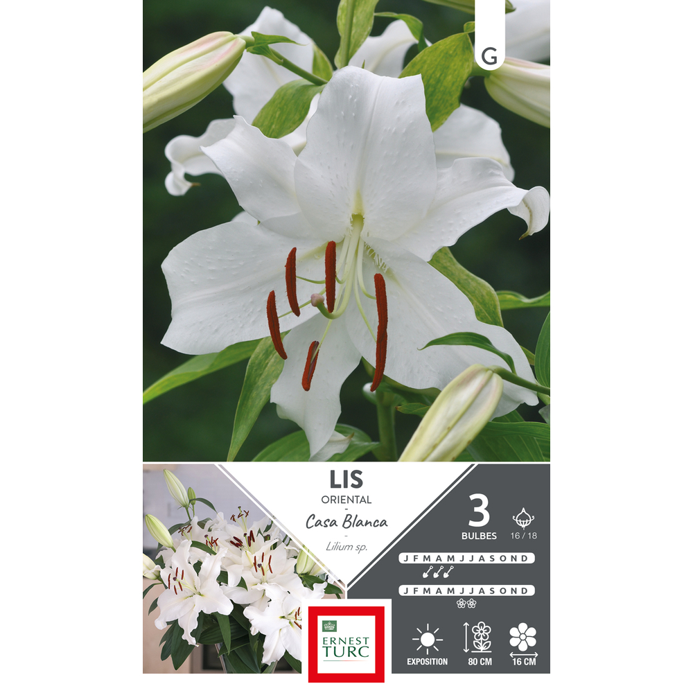 Bulbes de Lis Oriental Casa Blanca X3