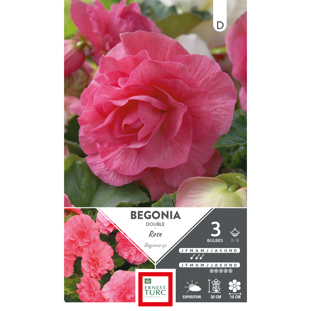 Bégonia Double Rose 5/6 x3