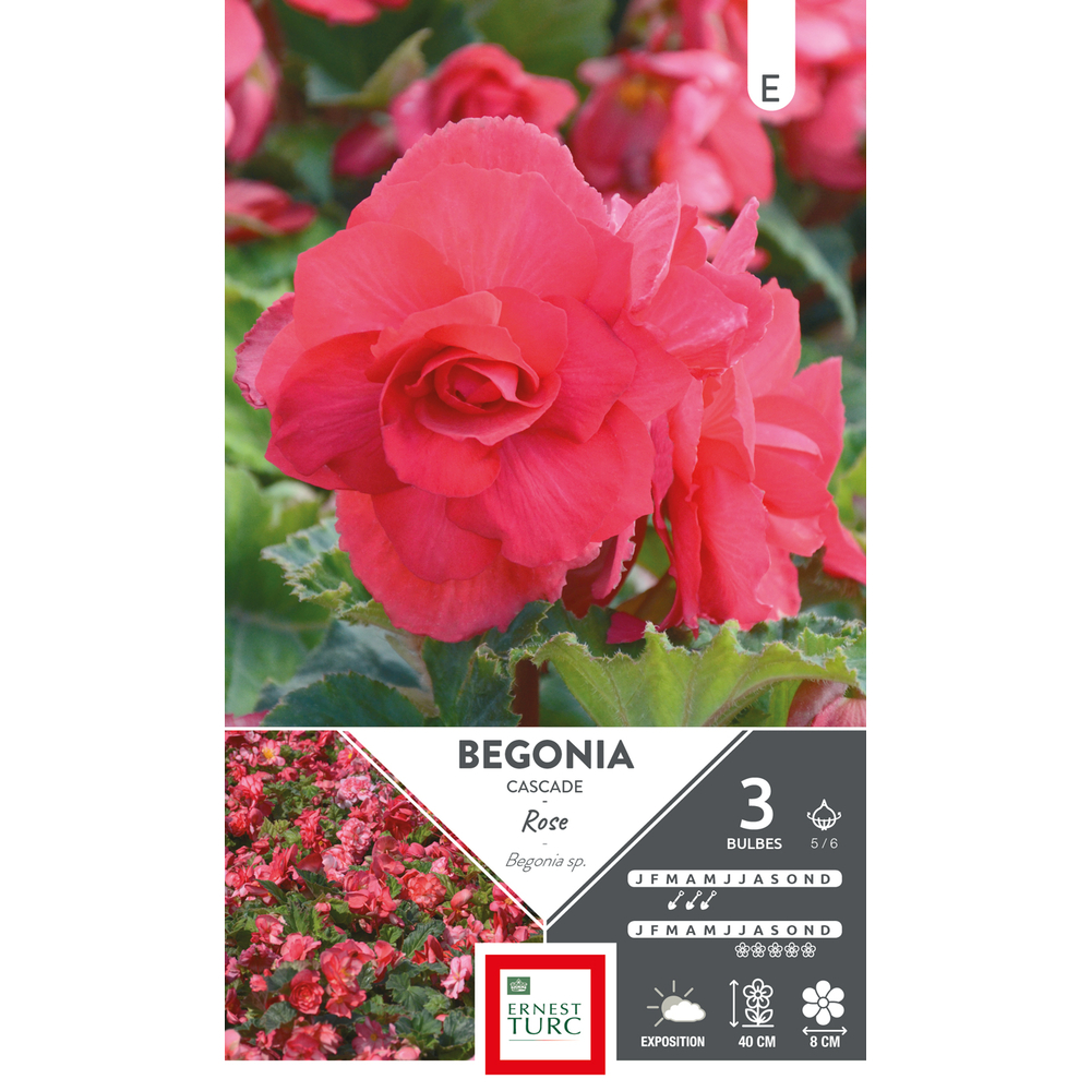 Bégonia Cascade Rose 5/6 x3