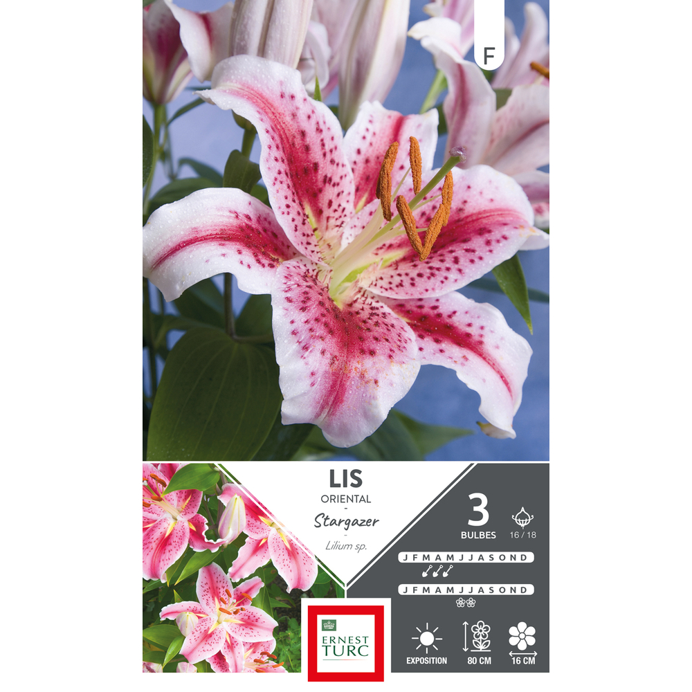 Bulbes de Lis Oriental Stargazer