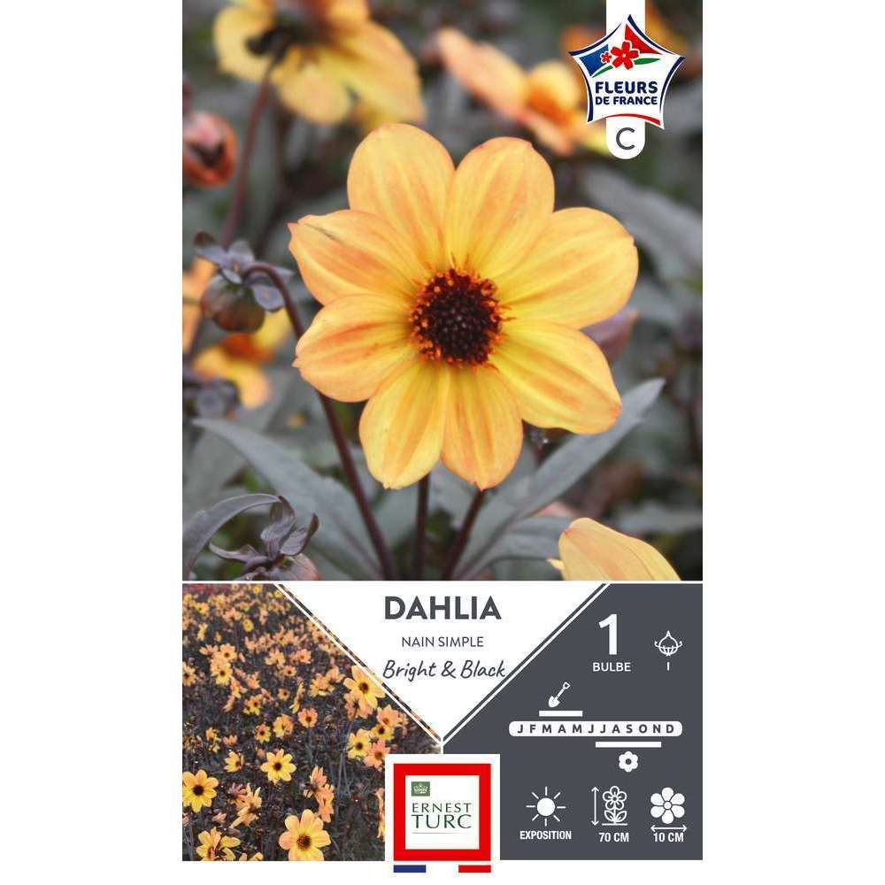 Bulbe de Dahlia nain simple Bright & Black x1
