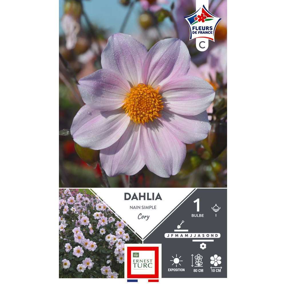 Bulbe de Dahlia nain simple Cory x1
