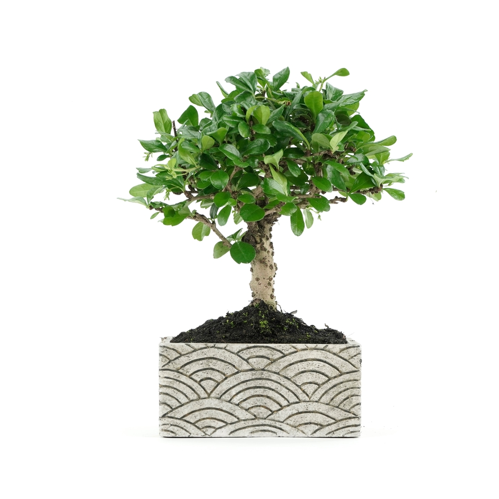 Kit bonsaï 5 ans + cache-pot deco orientale