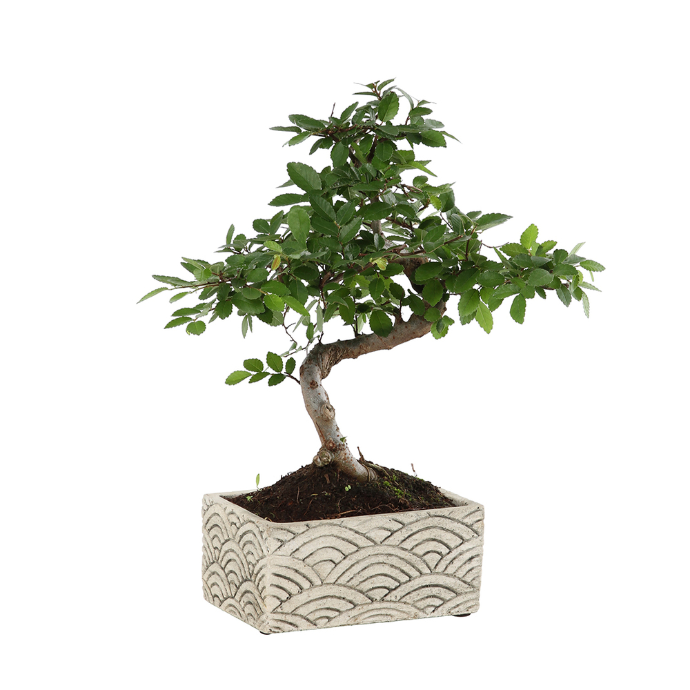 Bonsaï d'intérieur 6 ans, pot déco orient