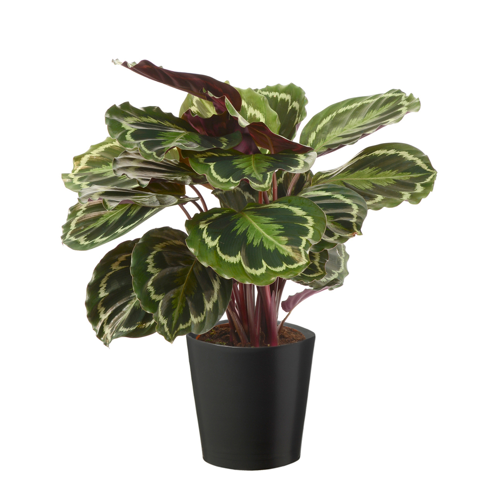 Calathea Medaillon : cache- pot gris D19cm