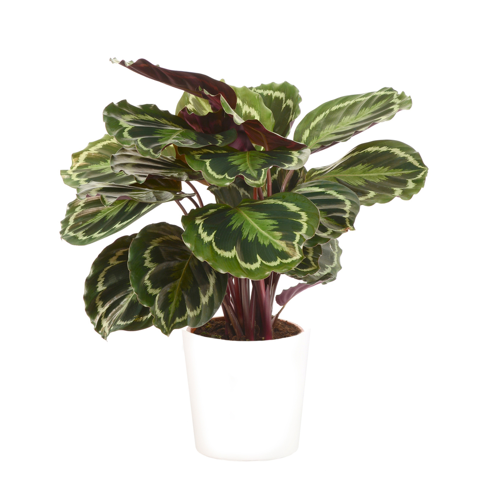 Calathea Medaillon : cache- pot blanc D19cm