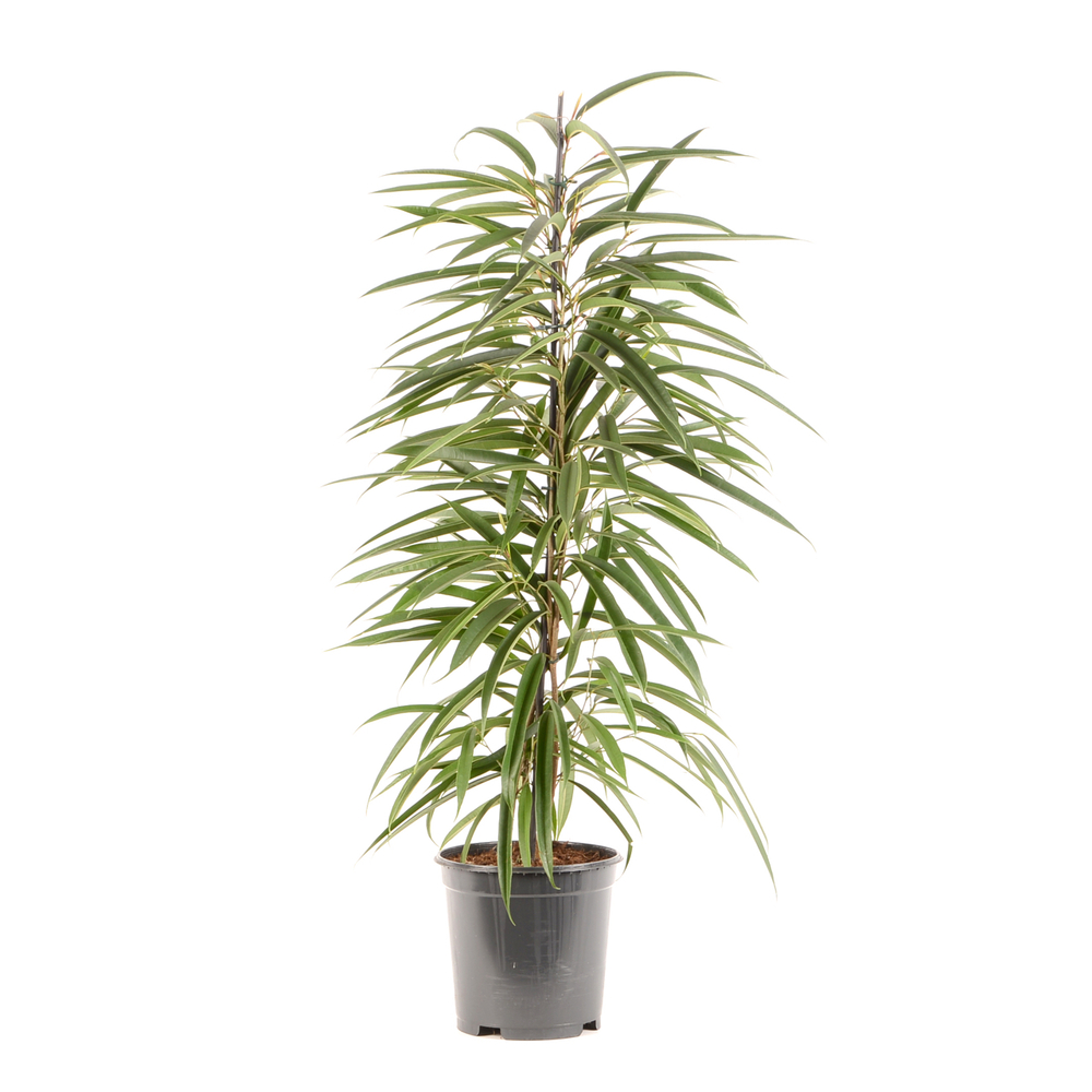 Ficus binnendijkii 'Alii' pot D21 x H105cm