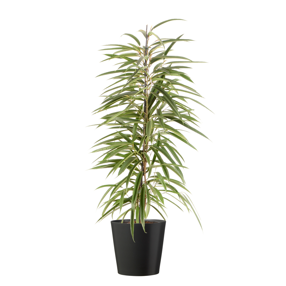 Ficus binnendijkii 'Alii' cache-pot gris D21cm