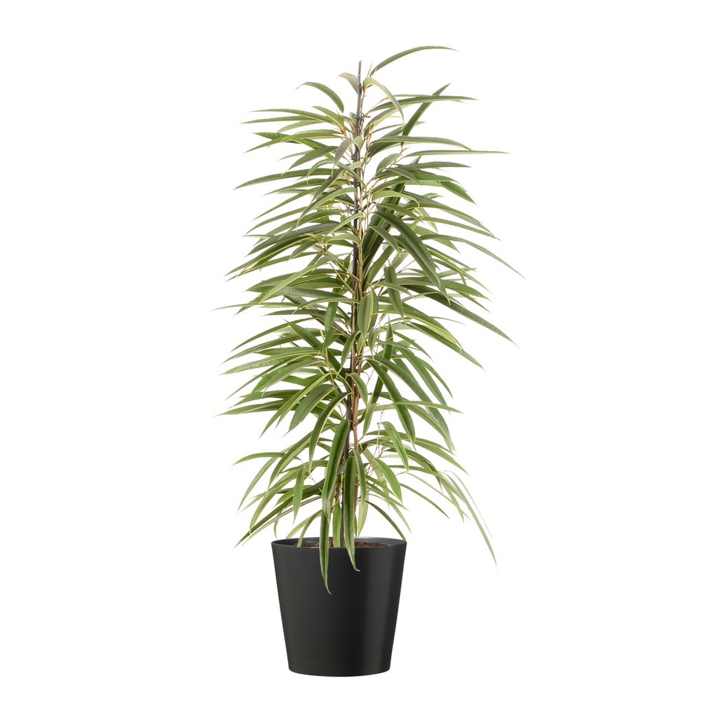 Ficus Alii – Plante D'intérieur Verte – Hauteur 100-110 Cm, Pot ⌀ 19 Cm – Feuilles étroites Et élégantes