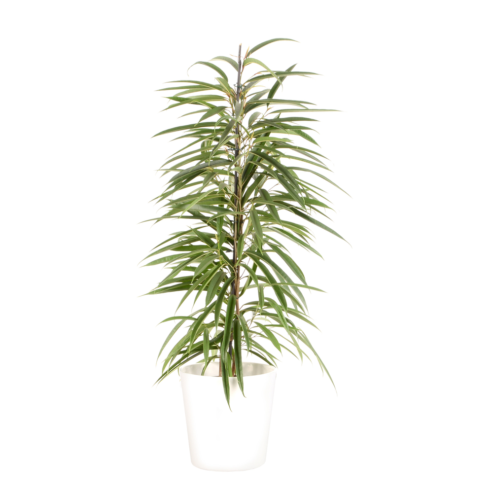 Ficus binnendijkii 'Alii' cache-pot blanc D21cm