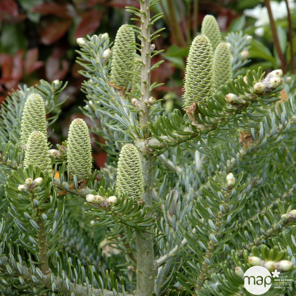 Sapin de Corée koreana Silberlocke 30/40 : pot de 3 litres