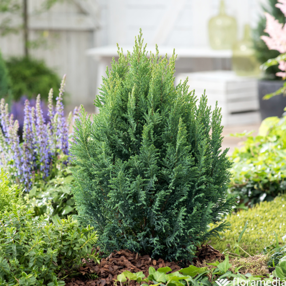 Chamaecyparis lawsoniana 'Ellwoodii' :40/60cm 4L