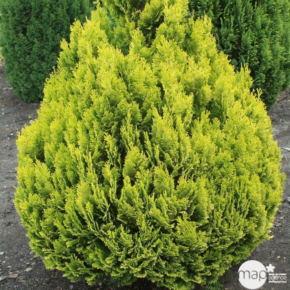 Chamaecyparis Lawsoniana 'Minima aurea' : H 30/40 cm, pot 3L