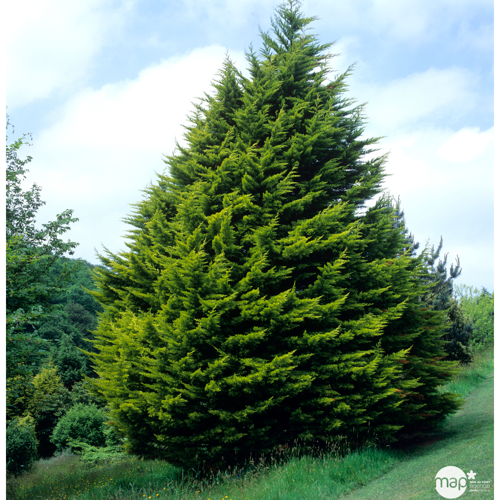 Cyprès de Monterey (Cupressus macrocarpa) 'Wilma' 40/50 : pot 3L