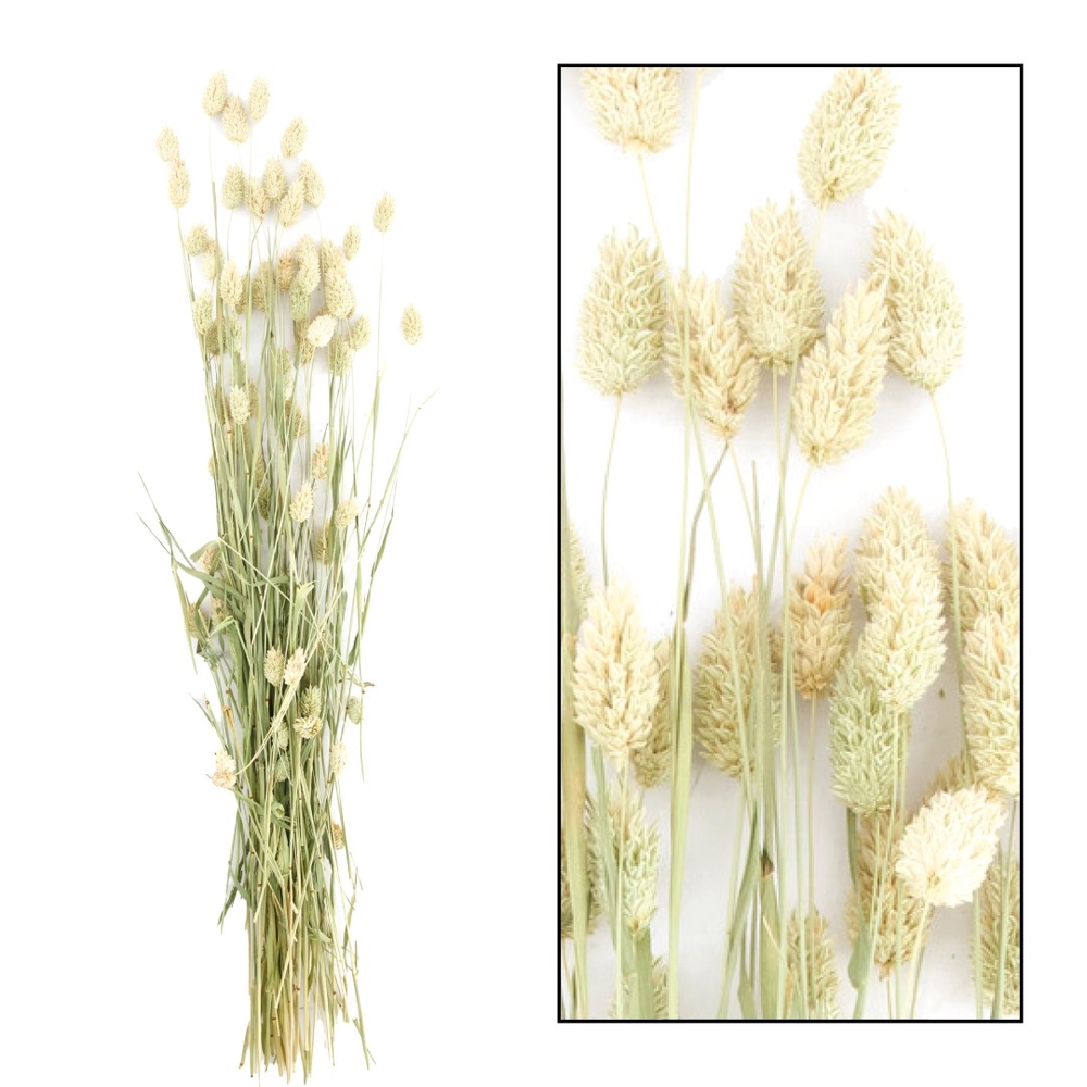 Bouquet de fleurs séchées Phalaris