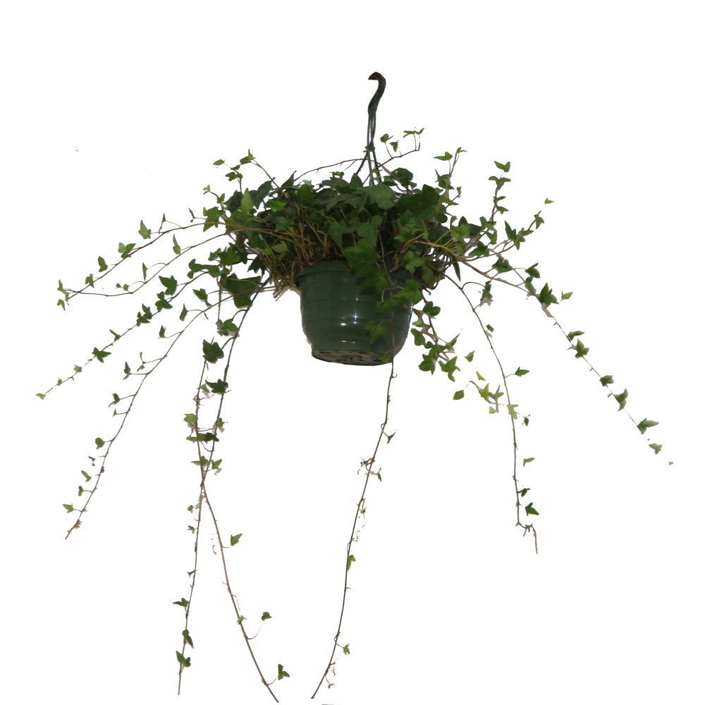 Hedera (lierre) : suspension D. 20cm