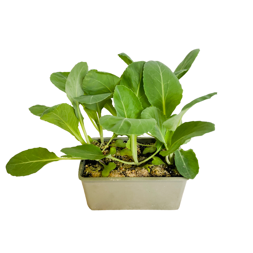 Plants de chou cabus 'Guardian' F1 : barquette de 6 plants