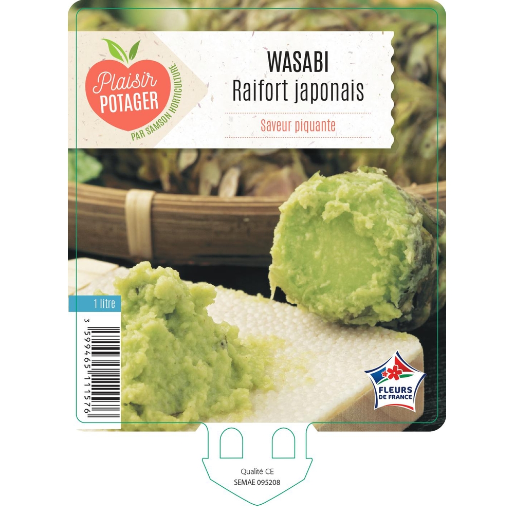 Plant de Wasabi - Pot 1L