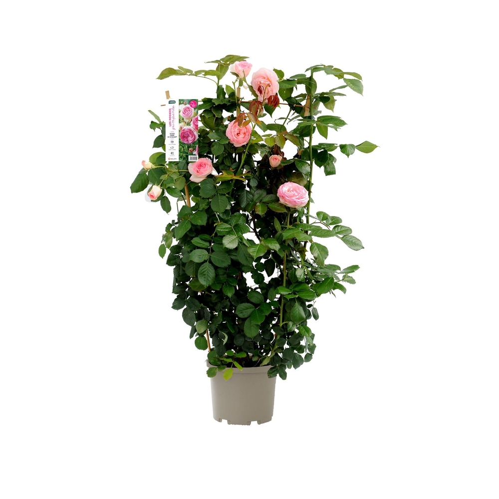 Rosier grimpant 'Cyclamen Pierre de Ronsard®'en espalier : pot 5L